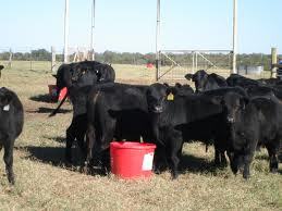 Trace Mineral Concentrate for Cattle And Poultry