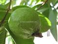 Fresh Guava