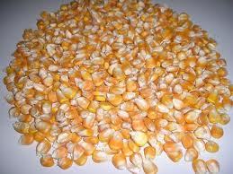 Yellow Maize