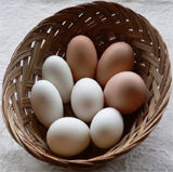 Duck Eggs 