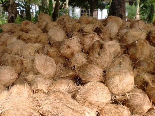 Fresh Semi-Husked & Fully-Husked Coconuts - 12-13 Inches, Light Brown Color, Long Shelf Life, 100% Mature