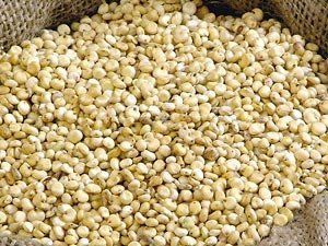 Organic Sorghum Seeds