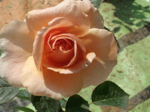 Abbayedecluny Rose Flower