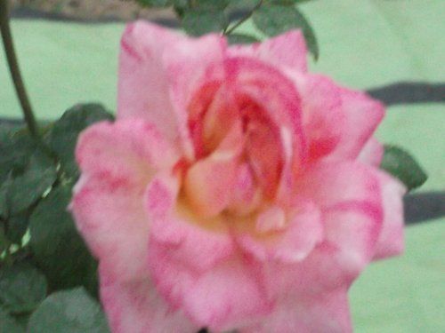 Abhisarika Rose Flower