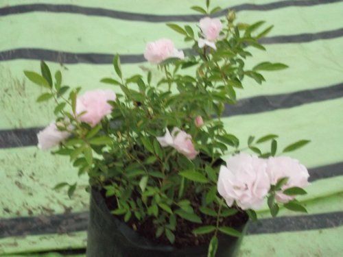Ahalya Rose Plant
