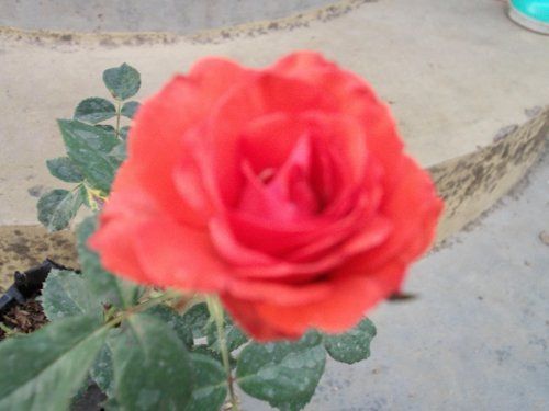 Angkor Rose Plant