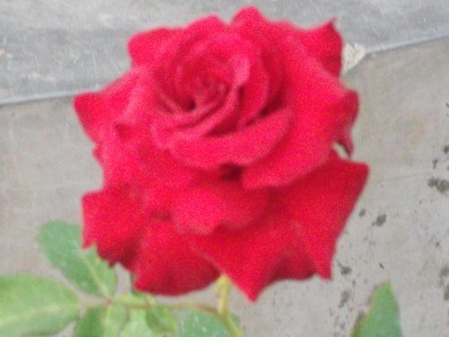 Black Magic Rose Plant