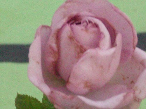 Blue Moon Rose Plant