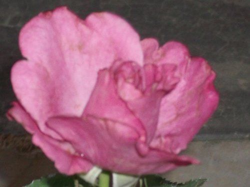 Rose Flower Plant (Fragrant Plum)