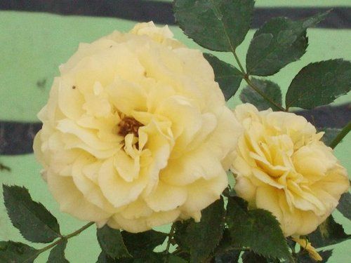 Rose Flower Plant (Fresia)