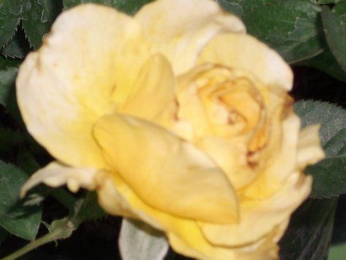 Rose Flower Plant (High Gold)