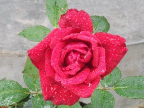 Rose Flower Plant (Mainuparle)