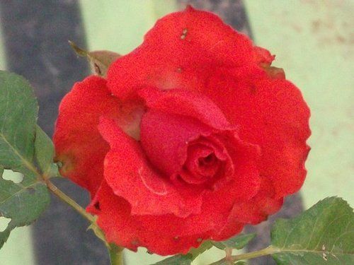 Rose Flower Plant (Mandelon)