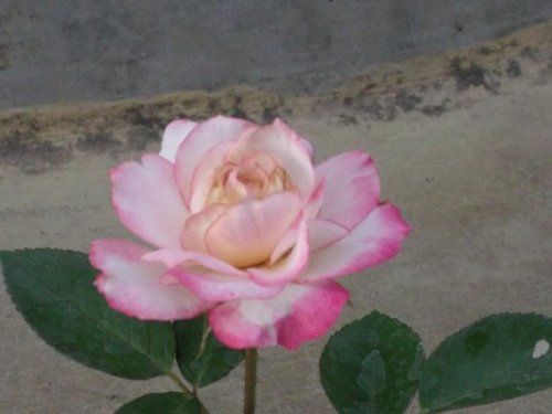 Rose Flower Plant (Parfait)