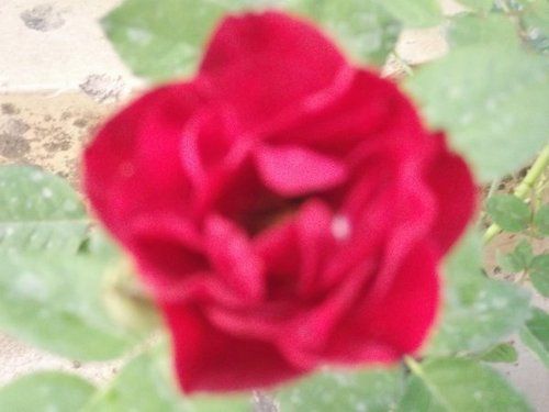 Rose Flower Plant (Red Pinocchio)