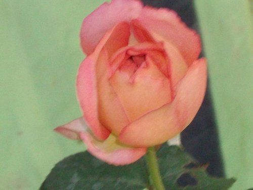 Rose Flower Plant (Saiun)