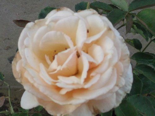 Rose Plant (Diamond Jubilee)