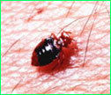 Bedbug Control Service