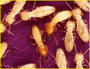 Termite Control Services