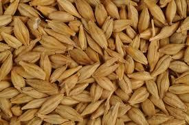 Barley Grain