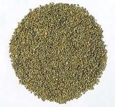 Green Millet - Premium Quality Grain, Nutritious and Versatile for Various Culinary Uses