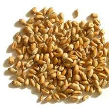 INDISON Wheat