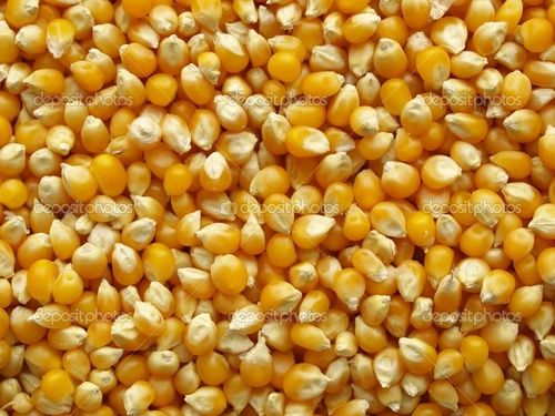 Maize