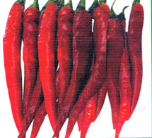 Natural Red Chilli Seeds