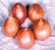 Onion Seeds