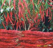 Organic Red Chilli Seed 