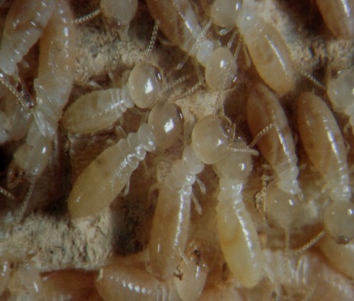 Termite Treatment Service By MARUTI MISSILE PEST TREATMENT