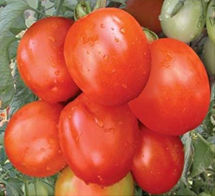 Tomato Seed - Manish-F1 Hybrids | Fragrant Flavor, Culinary Value, Ideal for Varied Climates