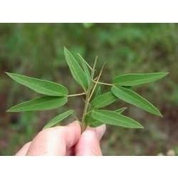 Cassia Senna