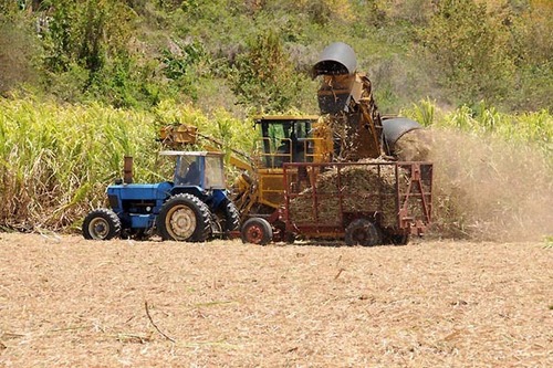 Refine Cane Sugar (Icuma 45)