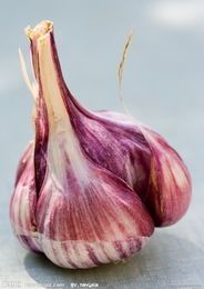 Fresh Garlic