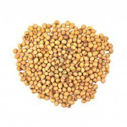 Soybean