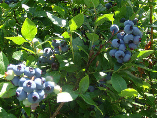 Blueberry Plants