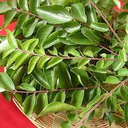 Curry Leaves