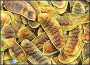 Seena Pods