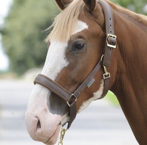 Brown Color Dublin Halter