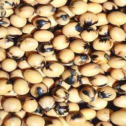 Soya Bean Seeds