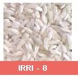 Rice (IRRI-8)