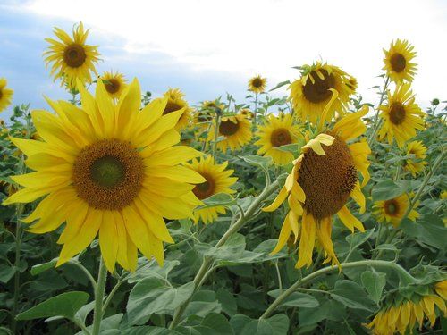 Sunflower Oil