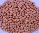 Hps Groundnut Kernels Java