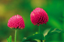 Red Clover Extract Female Menopause By Changsha Botaniex Biotech Inc.