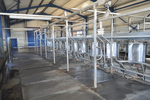 Herringbone Rapid Exit Milking System