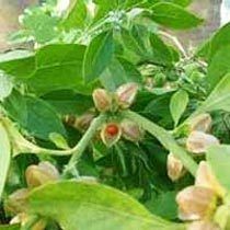 Ashwagandha Leaves