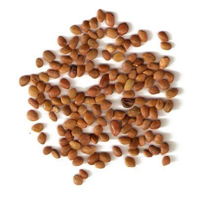 Vilayati Babool Seeds
