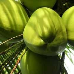 fresh coconut