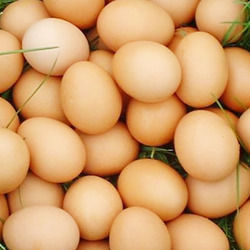 Chicken Brown Eggs